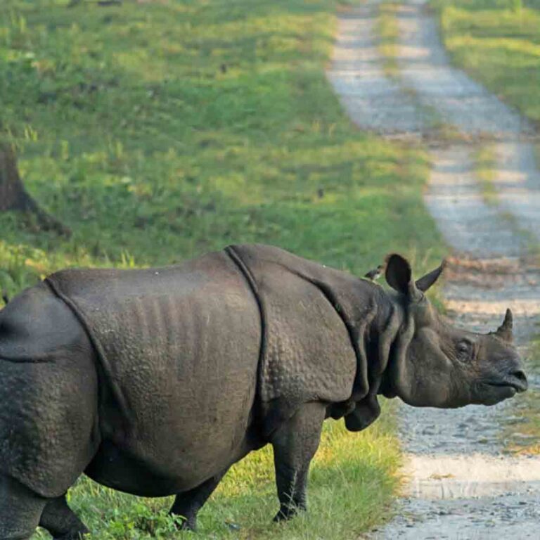 Guwahati to Kaziranga