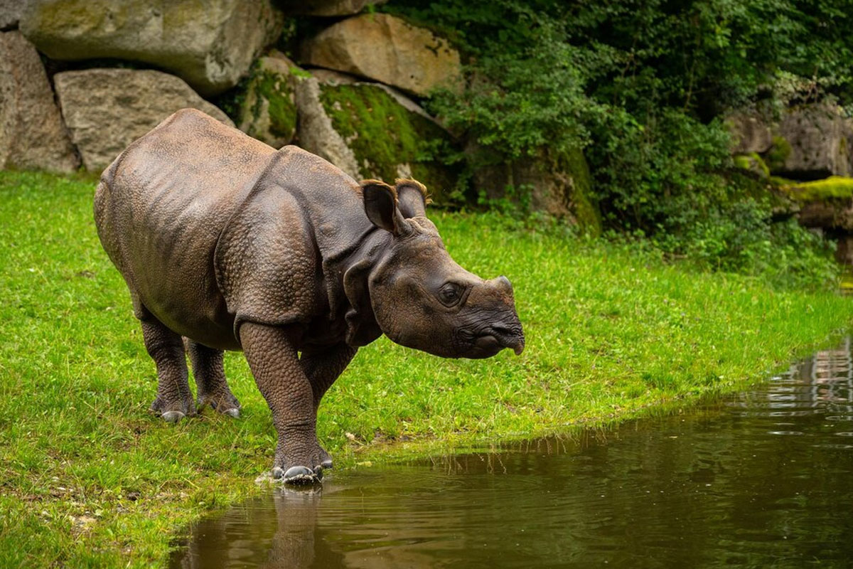smarto cab for KAZIRANGA ITINERARY FOR 2 DAYS & 1 NIGHT